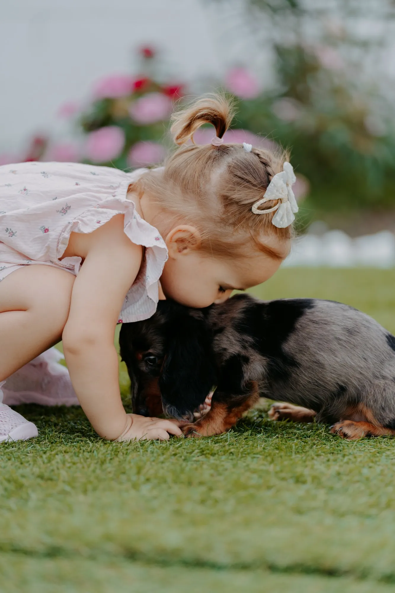 A little girl kisses a merle dachshund puppy on the grass